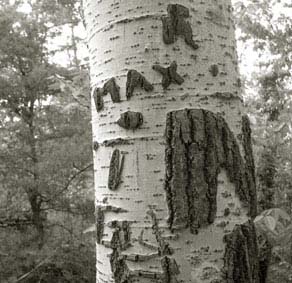Rustrel, 2005
